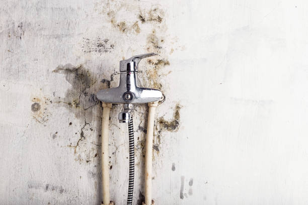 Best Mold Remediation Services  in Bath, MI