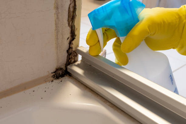 Best Mold Cleaning Services  in Bath, MI