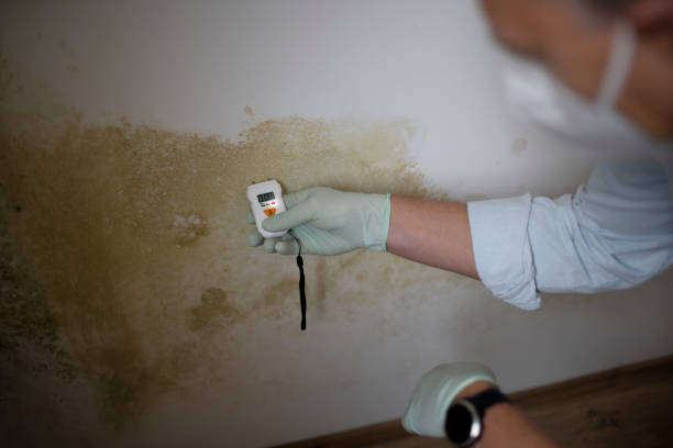 Best Commercial Mold Removal  in Bath, MI