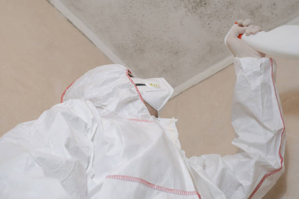 Best Office Mold Removal Services  in Bath, MI