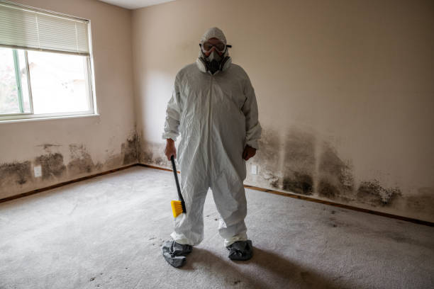 Mold Removal Process in Bath, MI